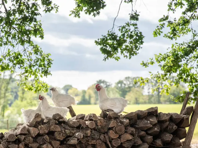 Volailles de Bresse en extérieur