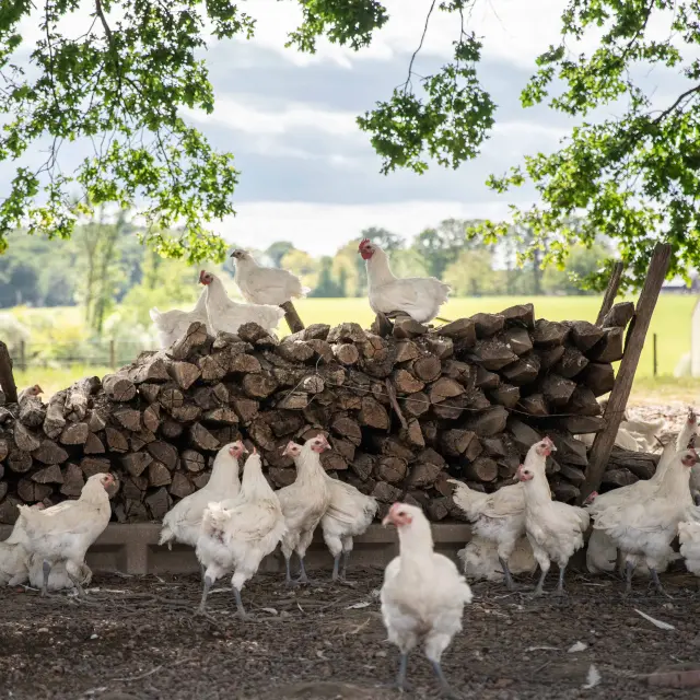 Certaines volailles de Bresse ont reçu une AOC en 1957. Chapons, poulardes et poulets de Bresse sont protégés par cette AOC.