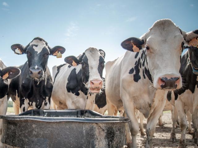 Troupeau de vaches laitières
