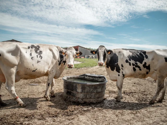 Vaches laitières