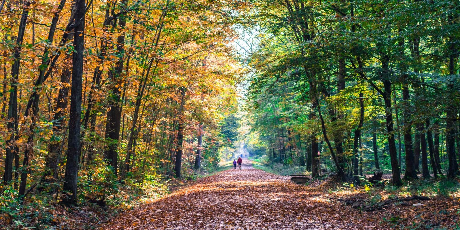 forêt