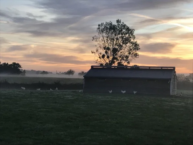 Instagram #pouletdebresse