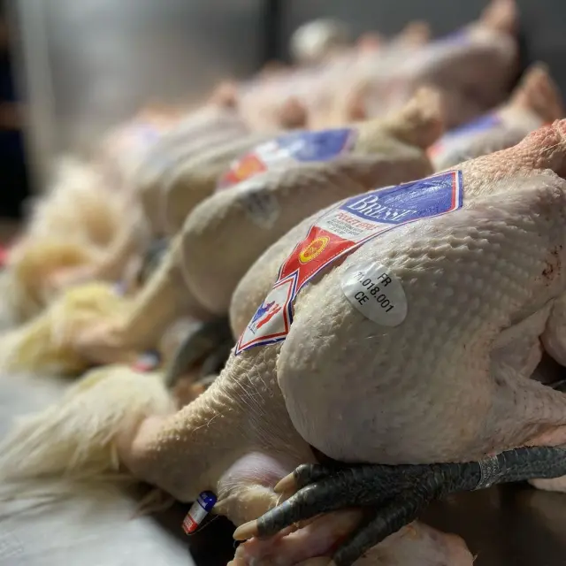 Instagram #pouletdebresse