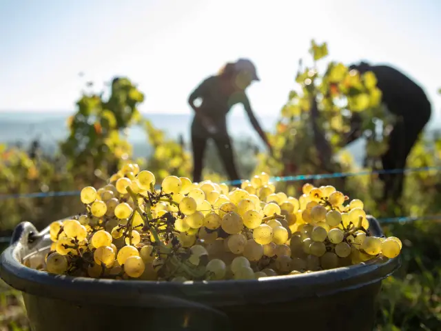 Dans le Revermont, la date des vendanges change tous les ans, de la fin août à la fin septembre, les viticulteurs récoltent leurs raisins