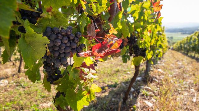 Raisins Pied de vigne