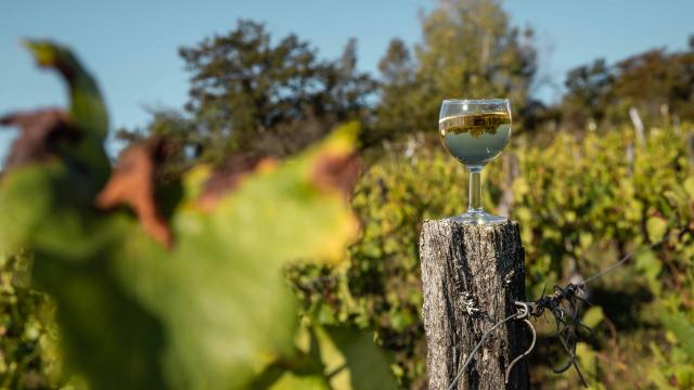 Verre de vin du Bugey