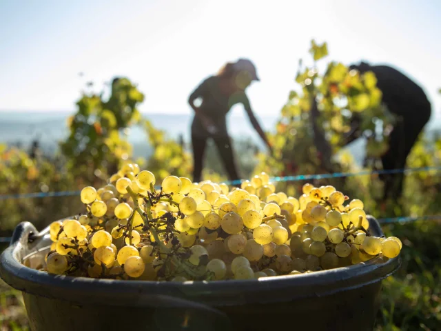 Dans le Revermont, la date des vendanges change tous les ans, de la fin août à la fin septembre, les viticulteurs récoltent leurs raisins