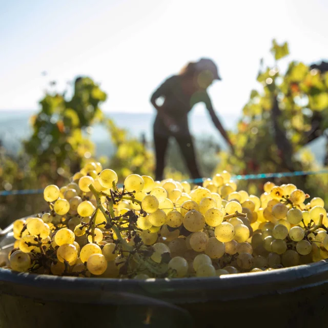 Dans le Revermont, la date des vendanges change tous les ans, de la fin août à la fin septembre, les viticulteurs récoltent leurs raisins