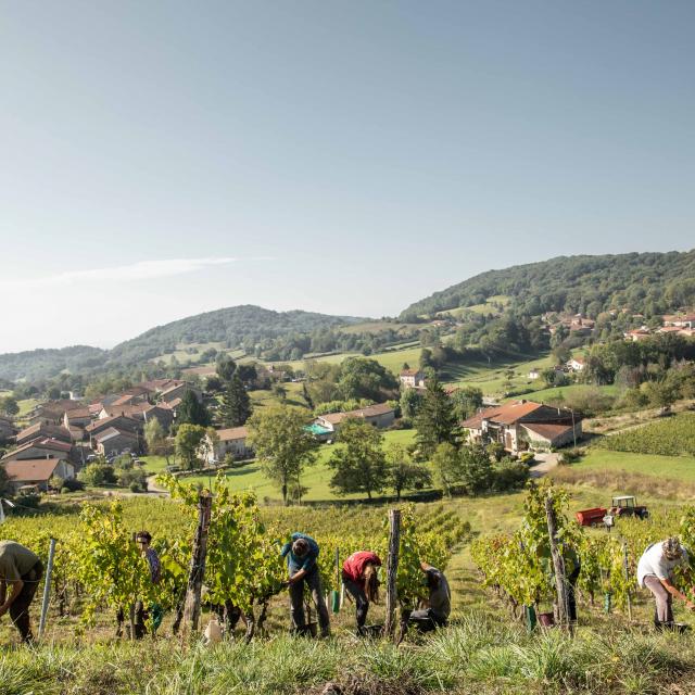 Vendanges