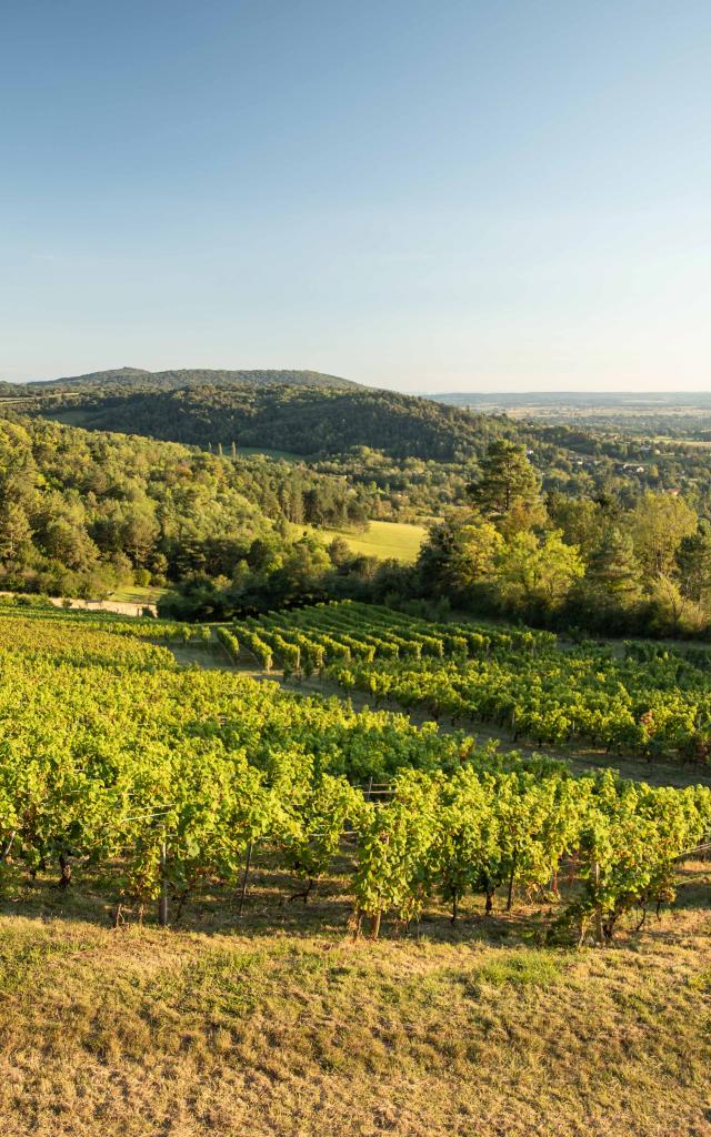 Vigne Vignoble