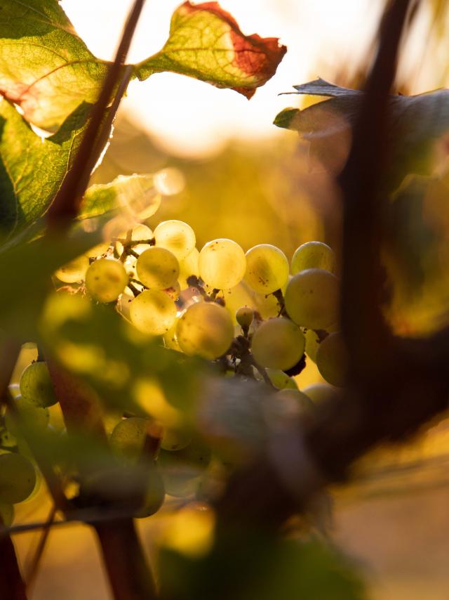 Vignes Raisins