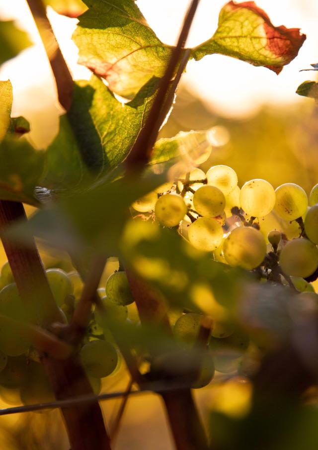 Vignes Raisins