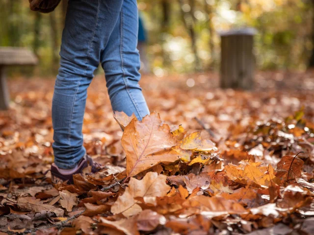 Bbd Seillon Automne 045©morganemonneret