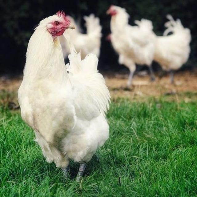 Instagram #pouletdebresse