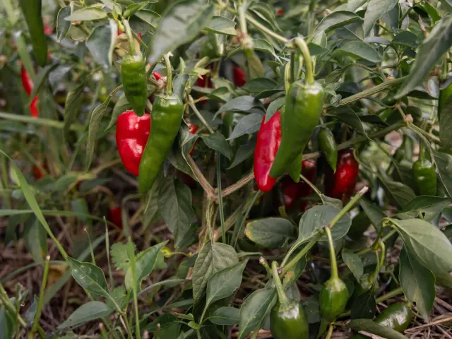 Piment De Bresse Ferme Du Tiret Foissiat