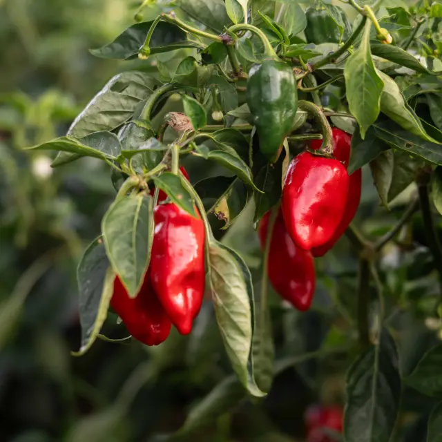 Piment De Bresse Ferme Du Tiret Foissiat