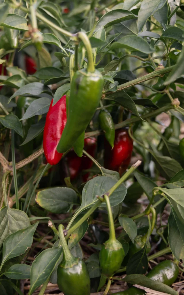 Piment De Bresse Ferme Du Tiret Foissiat