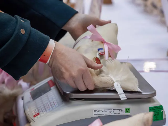 Glorieuses De Bresse Bourg En Bresse 2024