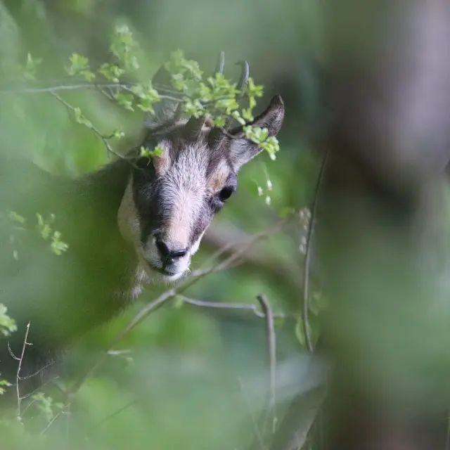 Instagram #revermont