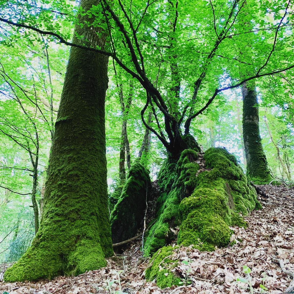 Brocéliande, land of legends in Brittany