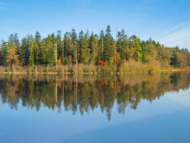 Etang des Forges de Paimpont, Brocéliande