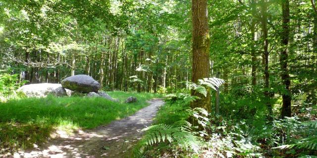 The Fougères Forest