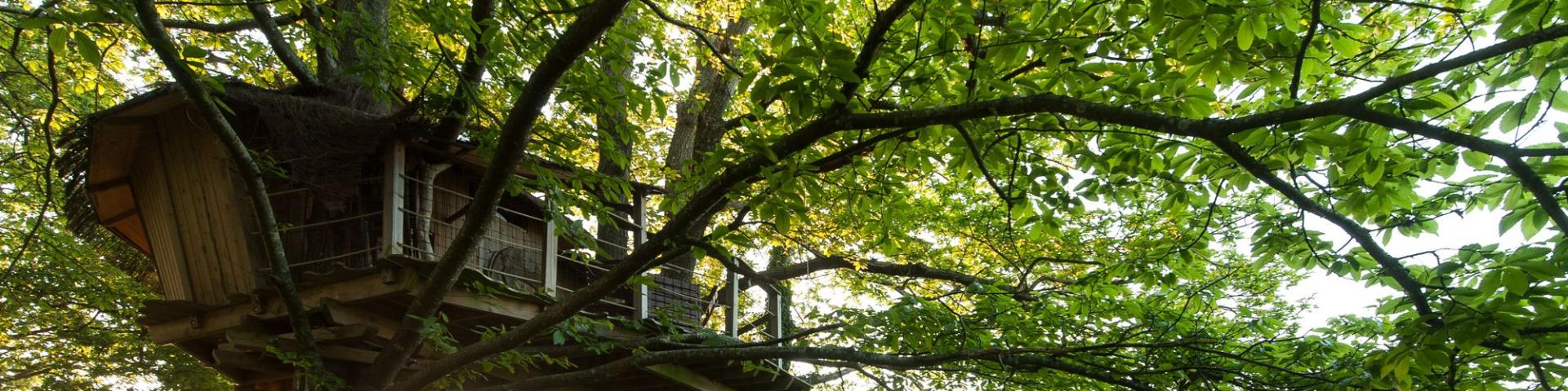 Treetop cabin