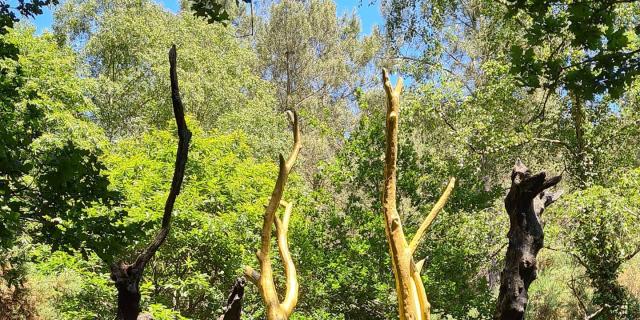 Instagram #broceliande
