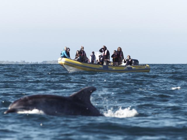 Sortie observation des dauphins à Cancale avec l'Association Al Lark