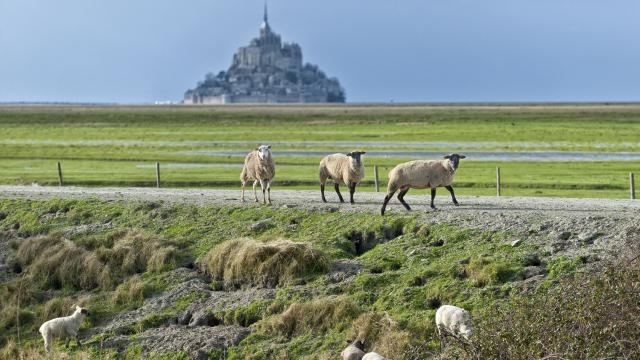 Salt marsh sheep of the bay of Mont-Saint-Michel