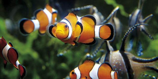 Aquarium de Saint-Malo