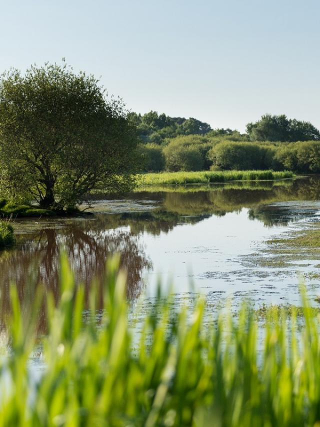 Marais de Gannedel à La Chapelle de Brain
