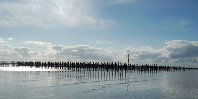Bouchot mussels in the Mont-Saint-Michel bay