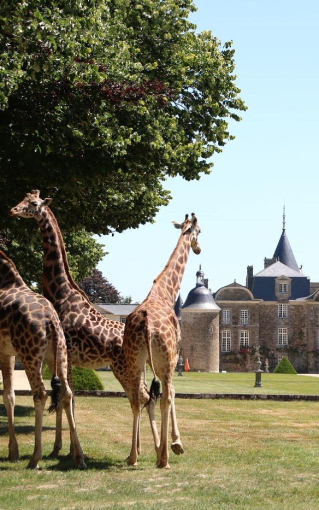 Girafes devant le château de La Bourbansais