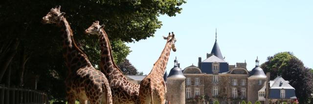 Girafes devant le château de La Bourbansais