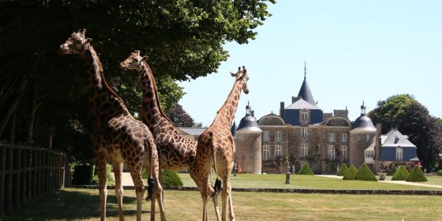 Girafes devant le château de La Bourbansais