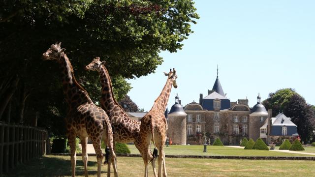Girafes devant le château de La Bourbansais