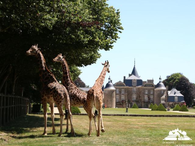 Girafes devant le château de La Bourbansais