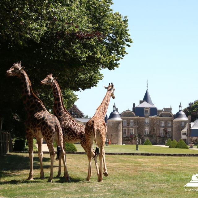 Girafes devant le château de La Bourbansais