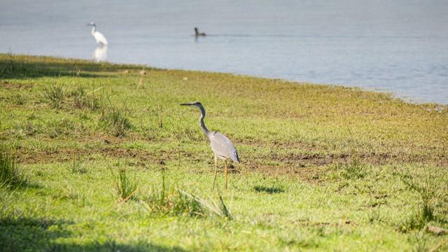 Oiseaux à l'étang de Boulet, Feins