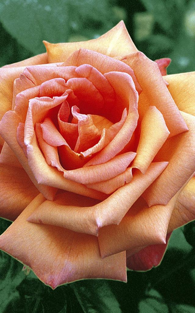 Rose Eclat De Haute Bretagne Pepinieres Chastel