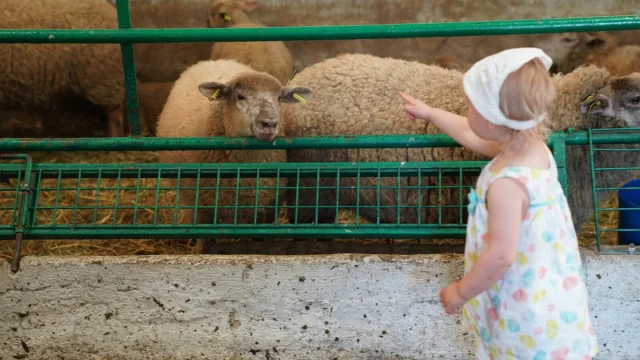 Ferme Au Parc Des Gayeulles - Rennes Métropole