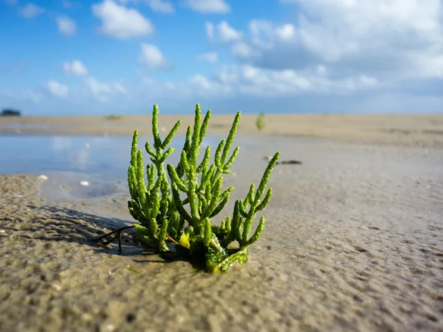 Salicorne en baie du Mont-Saint-Michel