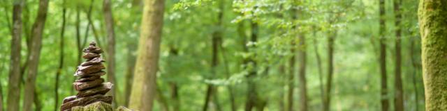 Balade contée en Forêt de Brocéliande