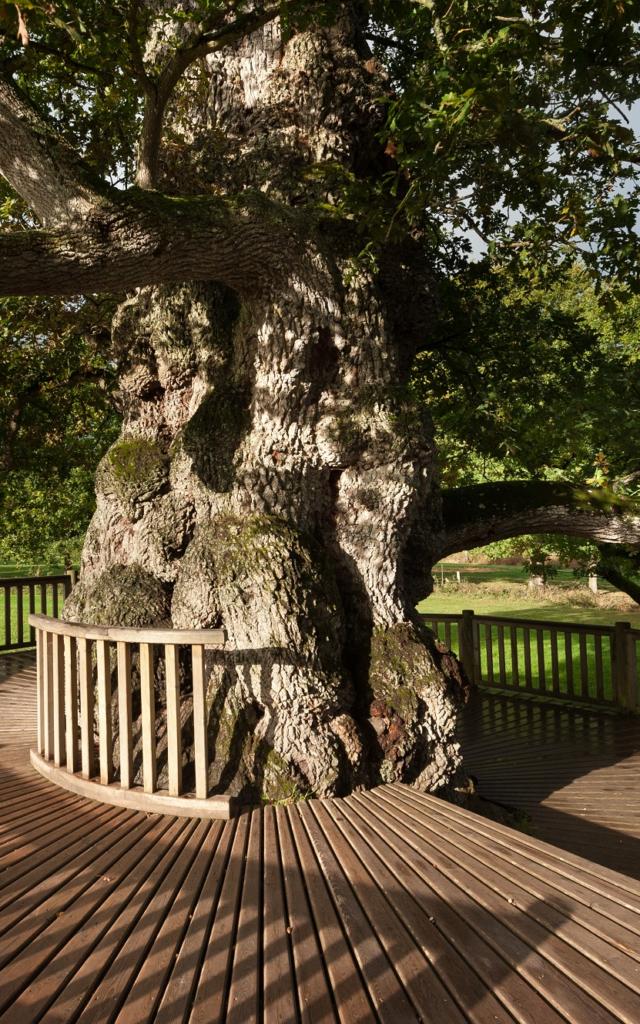 opmerkelijke boom, aartsvader van het bos van Brocéliande en rijk aan geschiedenis en legende, Concoret, Morbihan (56), Bretagne