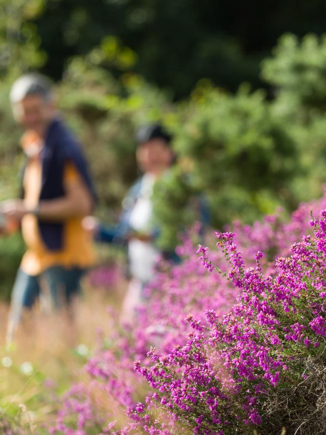 Sentier sonore - The Landes of Monteneuf (July 2016), heather