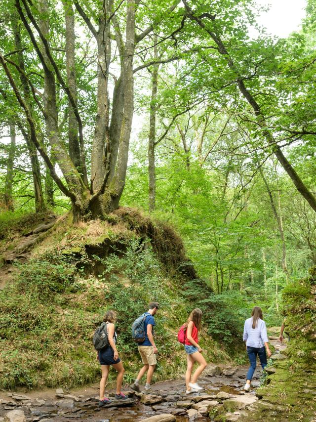 Randonnée en forêt de Brocéliande