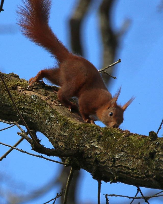 Instagram #broceliande