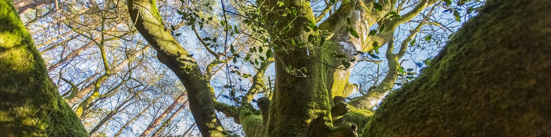 albero brocéliande