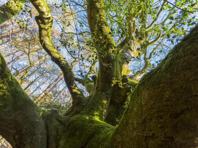 arbre de brocéliande